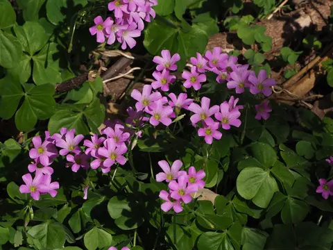 Oxalis debilis