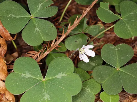 Oregon-Sauerklee (Oxalis oregana)