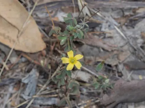 Waldsauerklee (Oxalis perennans)