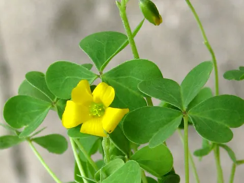 Gewöhnlicher Waldsauerklee