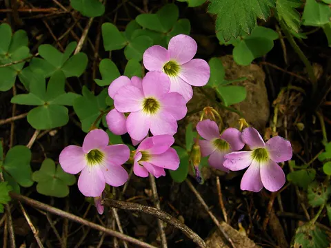 Violette Sauerklee