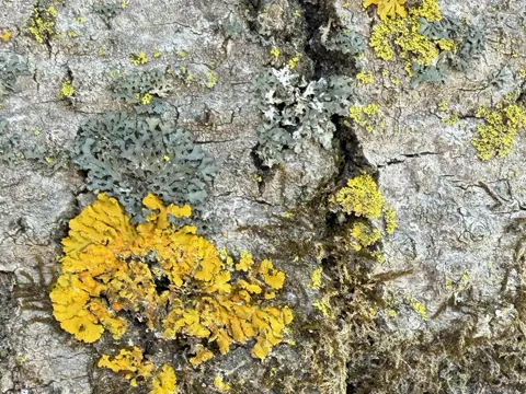 Oxneria fallax (Oxneria fallax)