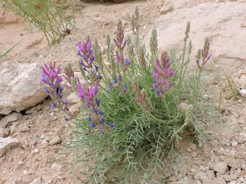 Giftlokus (Oxytropis lambertii)