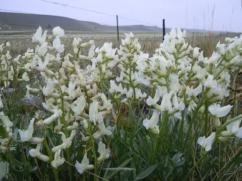 Seide-Spitzkiel (Oxytropis sericea)
