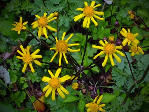 Packera aurea (Packera aurea)