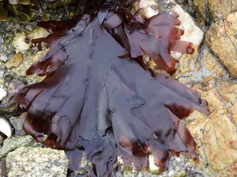 Lappentang (Palmaria palmata)