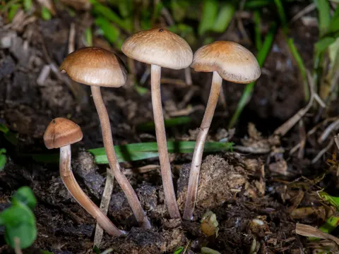 Flockenstieliger Hexen-Doppeltäubling (Panaeolus cinctulus)
