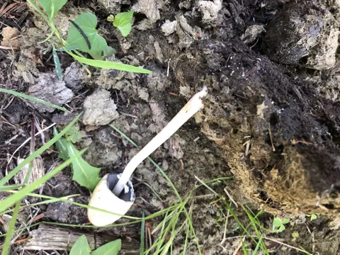 Flockenstieliger Hexen-Milchling (Panaeolus semiovatus)