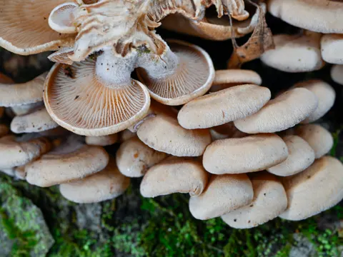 Herber Knäueling (Panellus stipticus)