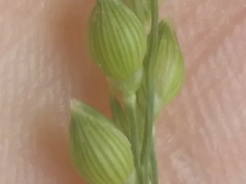 Echte Hirse (Panicum miliaceum)