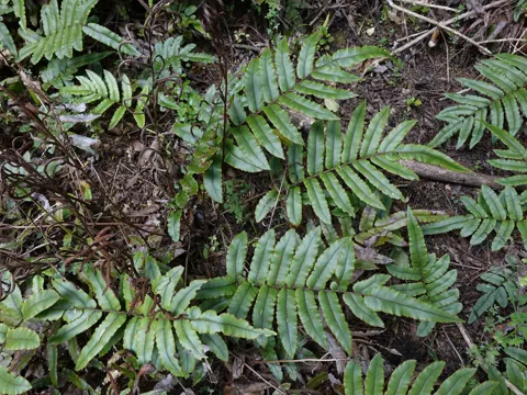 Parablechnum procerum (Parablechnum procerum)