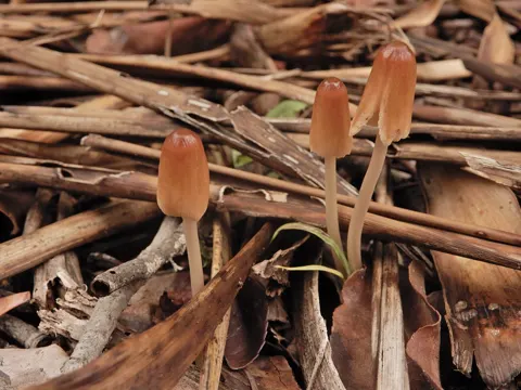 Braunhaariger Tintling (Parasola auricoma)