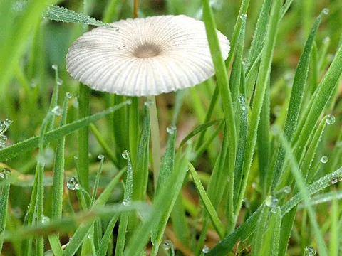 Pleated Parasol