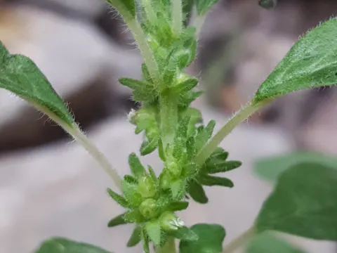Pennsylvania Pellitory (Parietaria pensylvanica)