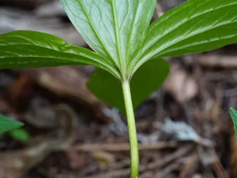 Vierblättrige Einbeere (Paris quadrifolia)