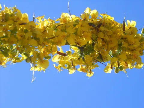 Parkinsonia praecox (Parkinsonia praecox)