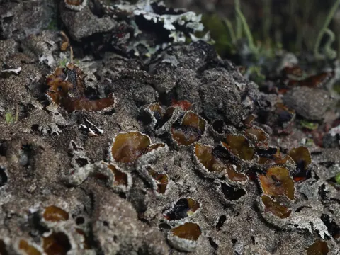 Stone Lichen