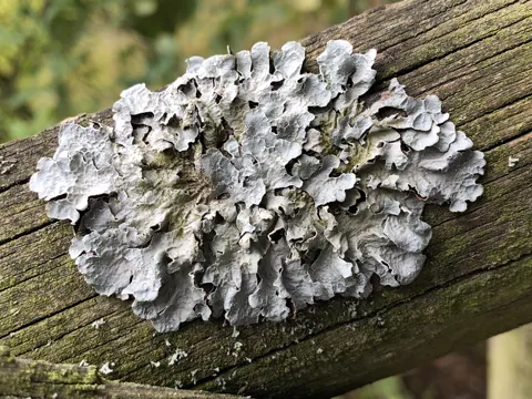 Shield Lichen