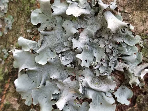 Steinflechte (Parmotrema perlatum)
