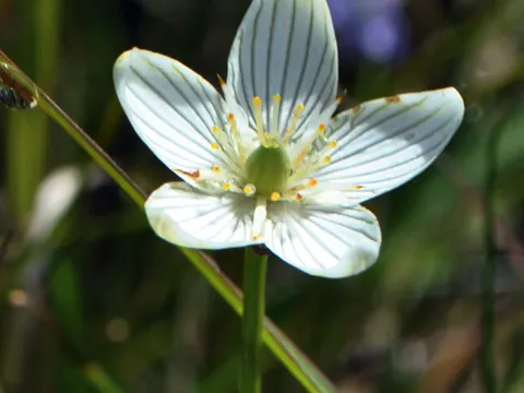 Sumpf-Herzblatt (Parnassia glauca)