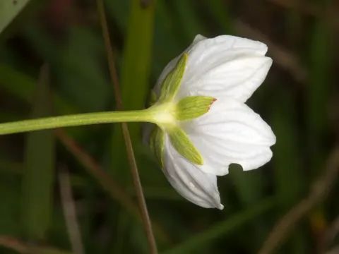 Marsh Grass of Parnassus
