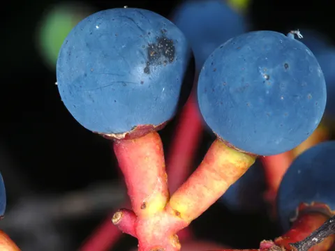 False Virginia-creeper (Parthenocissus inserta)
