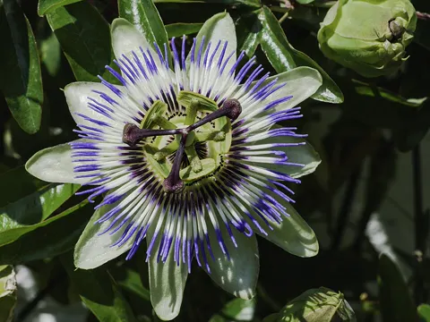 Passionsblume