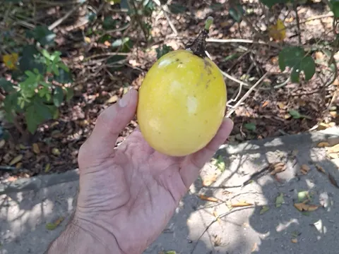 Maracuja