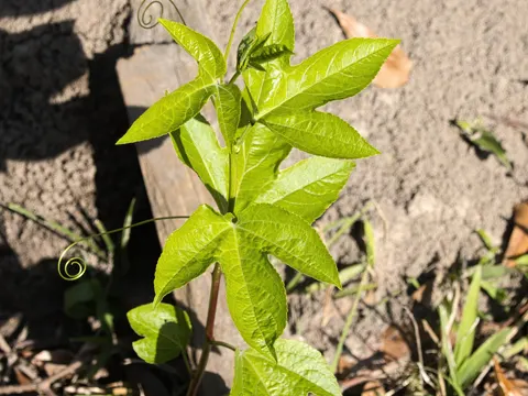 Purpur-Passionsblume (Passiflora incarnata)
