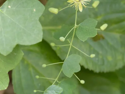 Gelbe Passionsblume (Passiflora lutea)