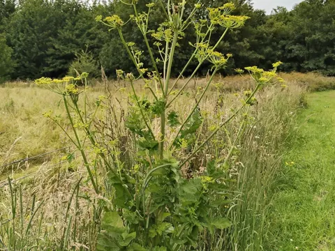 Wild Parsnip