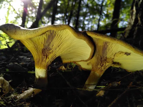 Flockenstieliger Hexen-Röhrling (Paxillus involutus)
