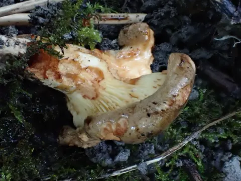 Erlen-Krempling (Paxillus rubicundulus)