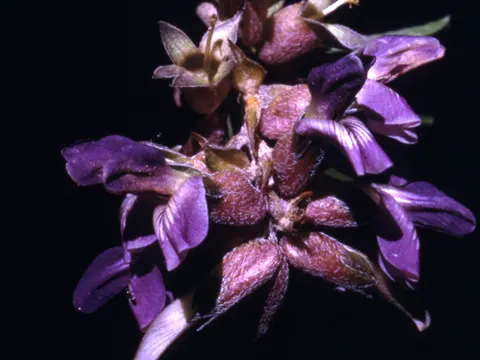 Pediomelum cuspidatum (Pediomelum cuspidatum)