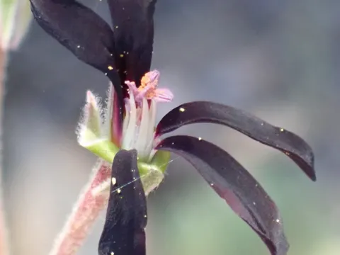 Pelargonie (Pelargonium sidoides)