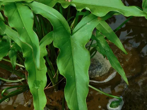 Grüner Pfeilaron (Peltandra virginica)