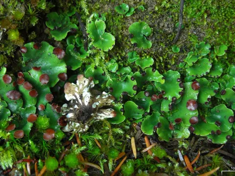 Peltigera venosa