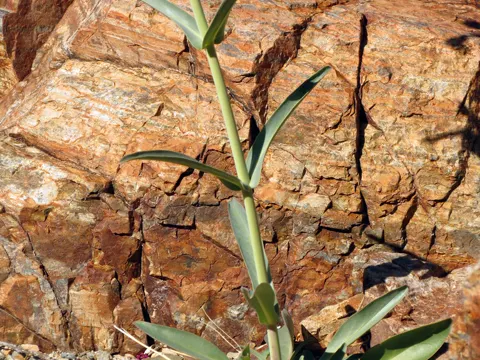 Parrys Penstemon (Penstemon parryi)