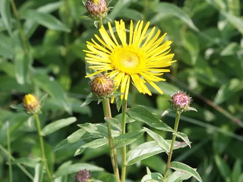 Irish Fleabane (Pentanema salicinum)