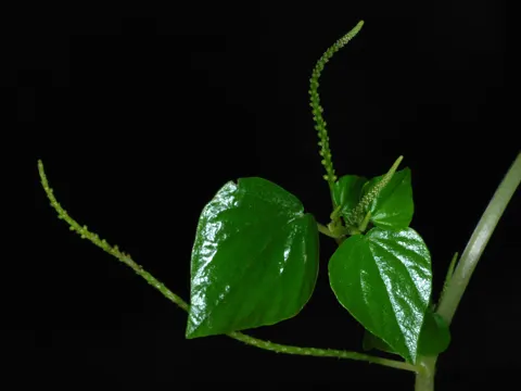 Silberblatt-Peperomie (Peperomia pellucida)