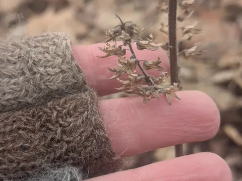 Perilla Mint (Perilla frutescens)