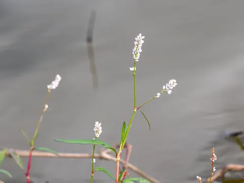 Persicaria hydropiperoides (Persicaria hydropiperoides)