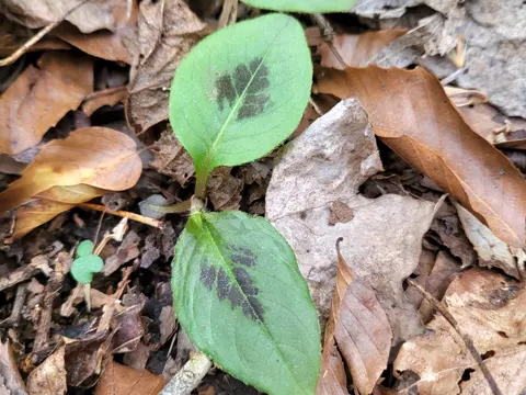 Virginia Bistort (Persicaria virginiana)