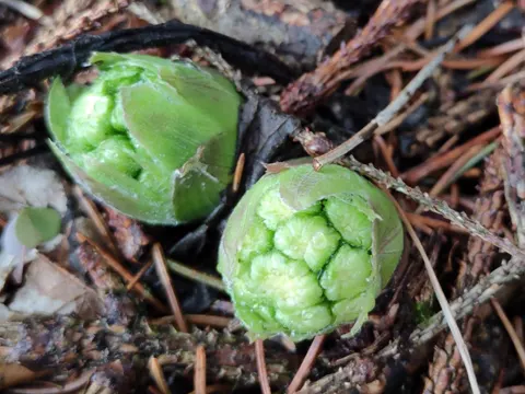White Butterbur (Petasites albus)