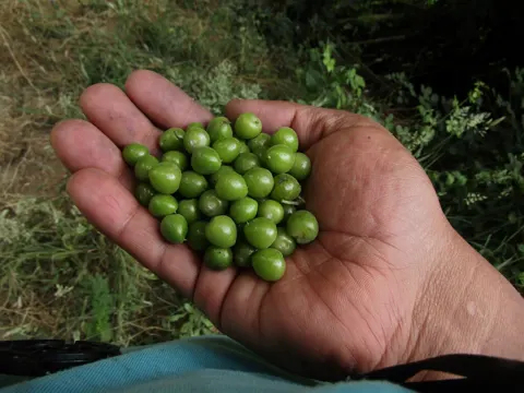 Boldo (Peumus boldus)