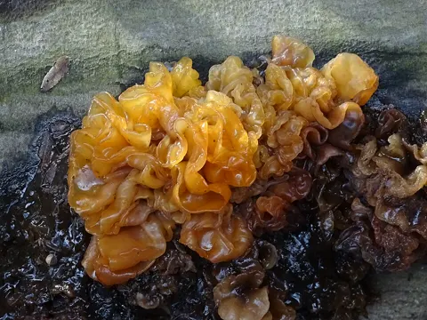 Rotbrauner Zitterling (Phaeotremella foliacea)