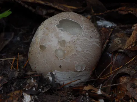 Stinkhorn
