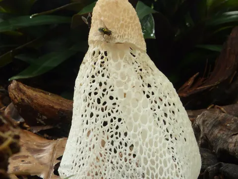 Bambuspilz