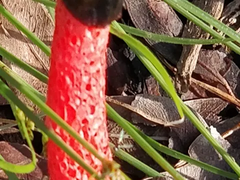 Roter Stinkmorchel (Phallus rubicundus)
