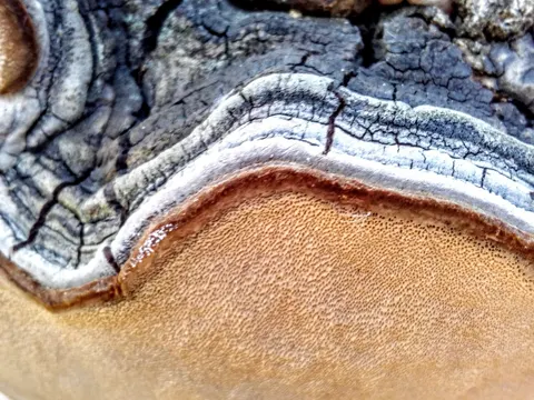 Aspen Bracket (Phellinus tremulae)